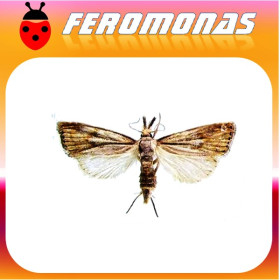 CHILO PARTELLUS Perforador manchado del tallo