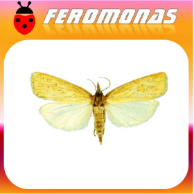 CHILO SUPPRESSALIS Barrenador del arroz