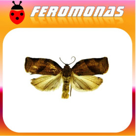 CHORISTONEURA ROSACEANA Rosquilla de bandas oblícuas
