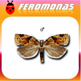 CLEPSIS SPECTRANA Tortrix de la vid