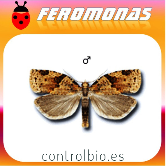 CLEPSIS SPECTRANA Tortrix de la vid