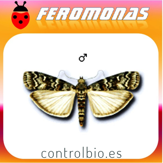 DIORYCTRIA ABIETELLA Gusano del abeto