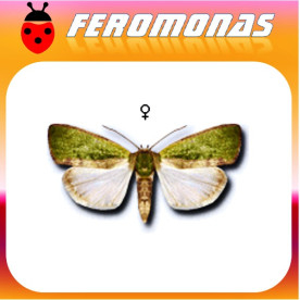 EARIAS INSULANA Oruga espinosa del algodonero