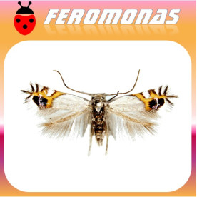 LEUCOPTERA MALIFOLIELLA minador circular del manzano