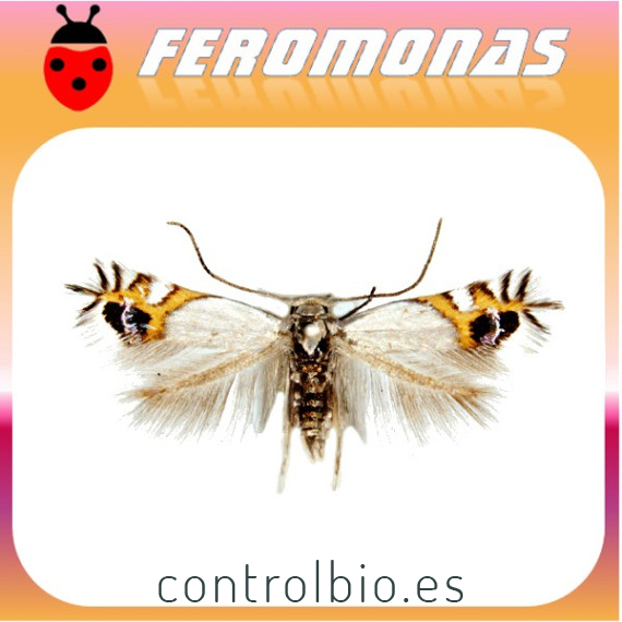 LEUCOPTERA MALIFOLIELLA minador circular del manzano