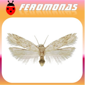 KEIFERIA LYCOPERSICELLA minador del tomate