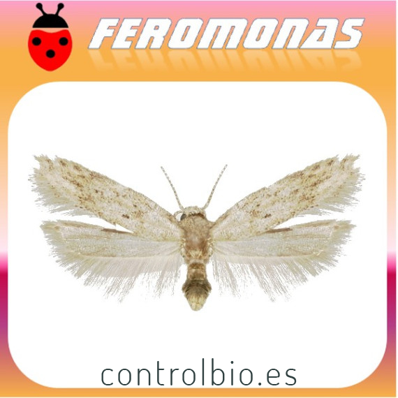 KEIFERIA LYCOPERSICELLA minador del tomate