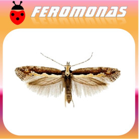 KERMANIA PISTACIELLA polilla del pistacho