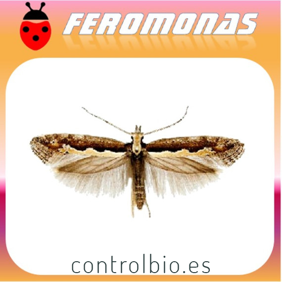 KERMANIA PISTACIELLA polilla del pistacho