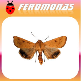 HELIOTHIS (HELICOVERPA) ZEA gusano del grano