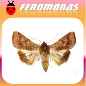 HELIOTHIS HELICOVERPA) PUNCTIGERA Gusano nativo