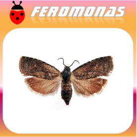 GRAPHOLITA LASPEYRESIA) MOLESTA Polilla oriental dell melocotonero
