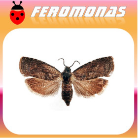GRAPHOLITA LASPEYRESIA) MOLESTA Polilla oriental dell melocotonero