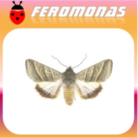 HELIOTHIS (HELICOVERPA) VIRESCENS Oruga del tabaco