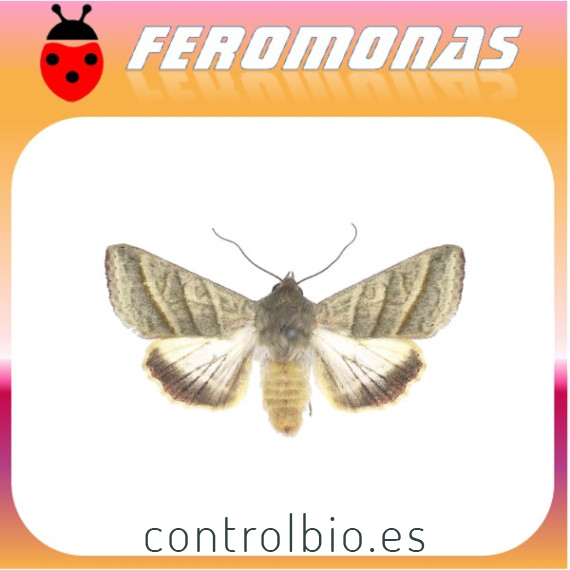 HELIOTHIS (HELICOVERPA) VIRESCENS Oruga del tabaco
