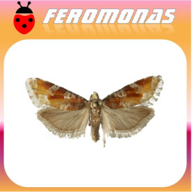 EUCOSMA SONOMANA Perforador occidental del pino