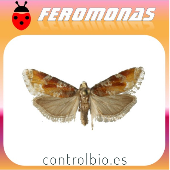 EUCOSMA SONOMANA Perforador occidental del pino