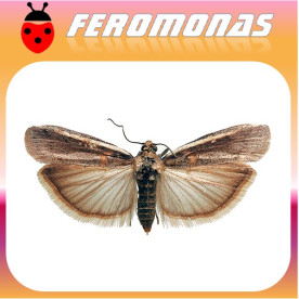 ETIELLA ZINCKENELLA Gusano de las vainas