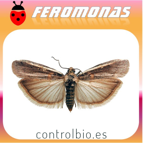 ETIELLA ZINCKENELLA Gusano de las vainas
