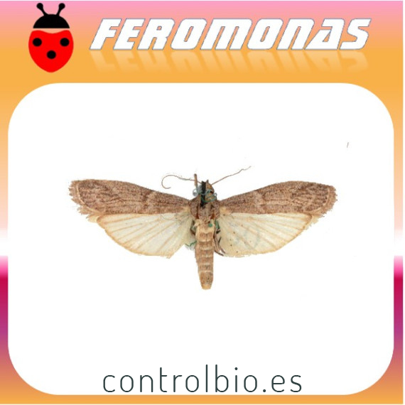 EPHESTIA (CADRA) FIGULILELLA Polilla de las pasas