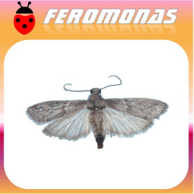 ECTOMYELOIS CERATONIAE Barreneta de los cítricos