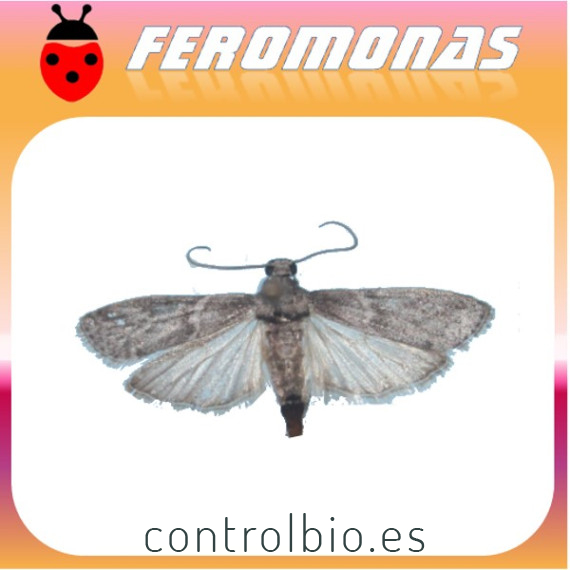 ECTOMYELOIS CERATONIAE Barreneta de los cítricos