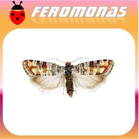 RHYACIONIA DUPLANA Evetria