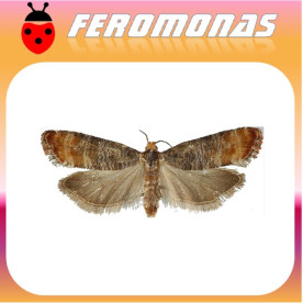 RHYACIONIA ZOZANA  Ponderosa