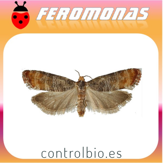 RHYACIONIA ZOZANA  Ponderosa