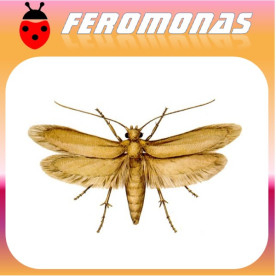 TINEOLA BISSELLIELLA Polilla de la ropa