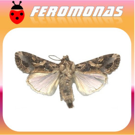 SPODOPTERA LITURA Gusano gris del tabaco