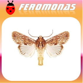 SPODOPTERA SUNIA gusano tigre