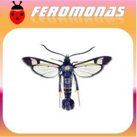 SYNANTHEDON HECTOR Polilla del cerezo