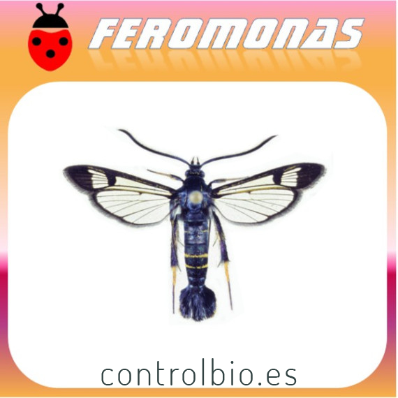 SYNANTHEDON HECTOR Polilla del cerezo