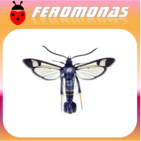 SYNANTHEDON HECTOR Polilla del cerezo