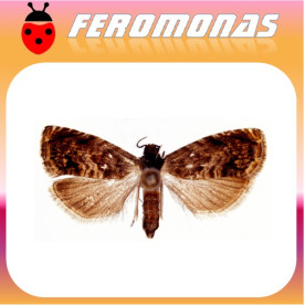 GRAPHOLITA (LASPEYRESIA) JANTHINANA Piral del espino blanco