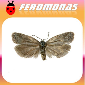 CNEPHASIA PUMICANA Polilla del cereal