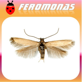 COLEOPHORA (EUPISTA) LARICELLA Minador de la hoja del alerce