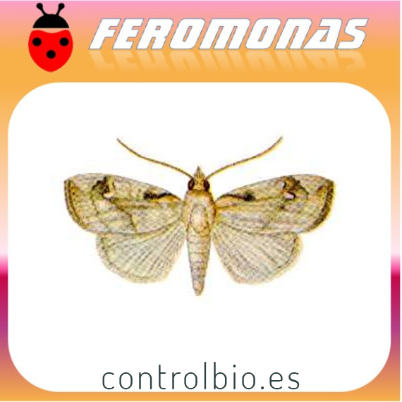 CROCIDOLOMIA BINOTALIS Polilla del racimo de la col