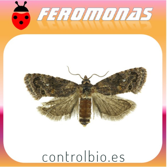 CRYPTOPHLEBIA (THAUMATOTIBIA) LEUCOTRETA Falso gusano de la manzana