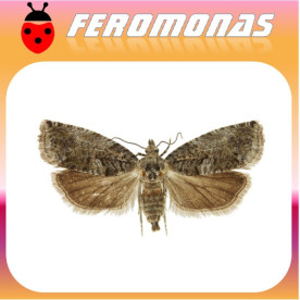 CYDIA (LASPEYRESIA) FAGIGLANDANA Agusanado de las castañas