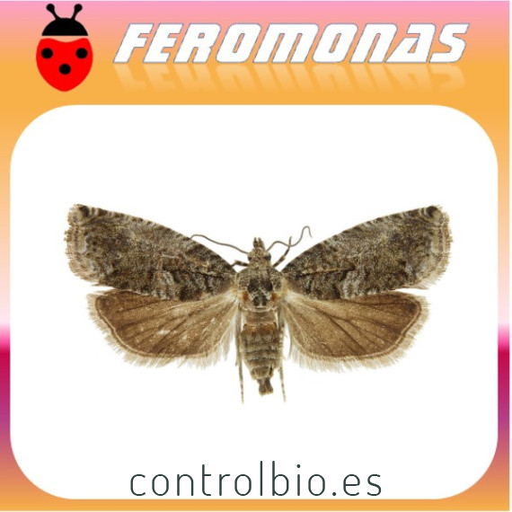 CYDIA (LASPEYRESIA) FAGIGLANDANA Agusanado de las castañas