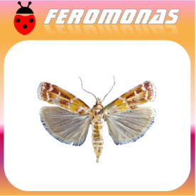 DiORYCTRIA DISCLUSA Pirálido del pino