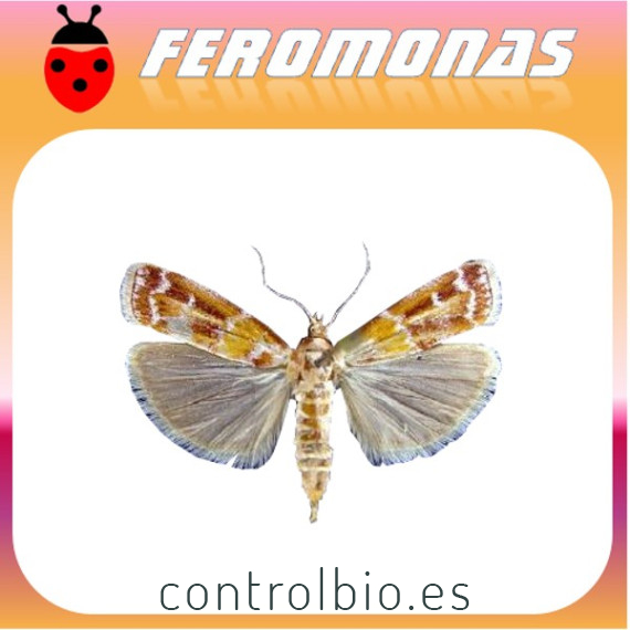 DiORYCTRIA DISCLUSA Pirálido del pino