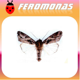 SPODOPTERA EXEMPTA Gusano africano