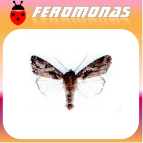 SPODOPTERA EXEMPTA Gusano africano