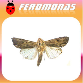 SPODOPTERA ERIDANIA Gusano armado meridional