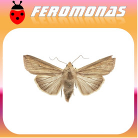 PSEUDALETIA (MYTHIMNA) SEPARATA Oruga del corte del arroz