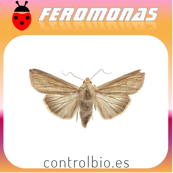 PSEUDALETIA (MYTHIMNA) SEPARATA Oruga del corte del arroz