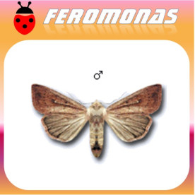 PSEUDALETIA (MYTHIMNA) UNIPUNCTA Defoliadora de maiz